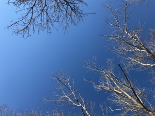 Tree branches isolated on the blue sky