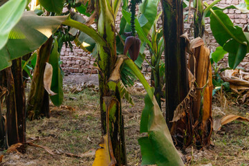 Banana trees growing on the banana plantation