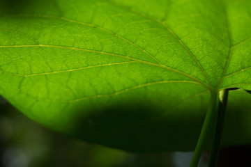 the leaf close-up in nature background