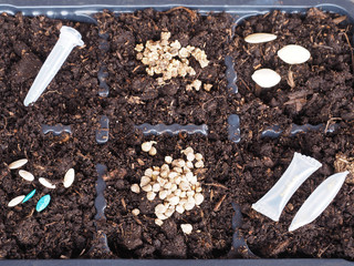 Cucumber seeds, zucchini, beets in a container on the background of fertile land closeup. Flower...