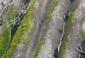 moss on the old roof