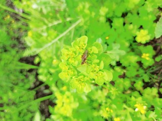 Bug In Green Grass Besh Hd Image