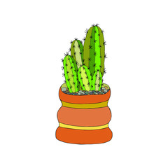 Echinopsis. Notocactus. Latin name. Cute cactus in a room pot. Succulent plant grows in Brazil, Uruguay, America. Isolated vector illustration hand-drawn on a white background.