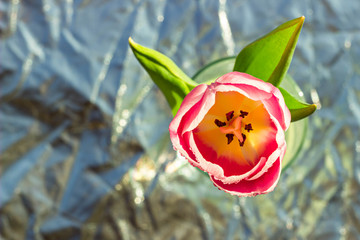 Pink tulip flower in vase on crumpled background top view. Crumpled texture. Still life flower photo