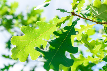 Green oak leaves against the blue sky. Close-up.