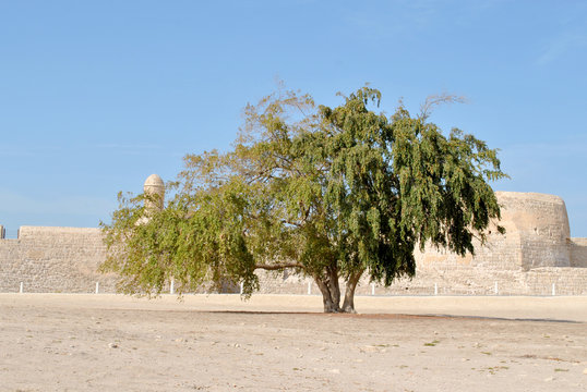 Sidra Tree in the sunny day at Bahrain Fort