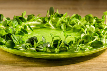 Homegrown sunflower micro green sprouts on the plate close up. Microgreens on wooden table. Food photography. Concept of health and growing. Modern gastronomy