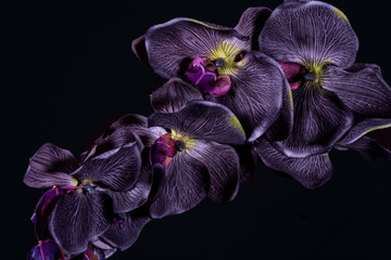 Fototapeta na wymiar Violet orchid flower on black background close up..