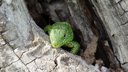 green lizard