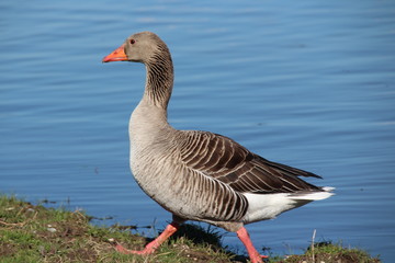 OCA SELVATICA ISOLA DELLA CONA