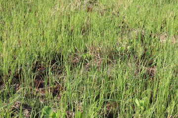 green grass in the field