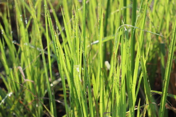 green grass with water drops