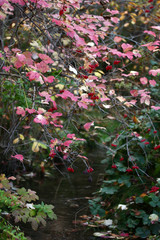 Viburnum berries on bushes in autumn - Gilaburu
