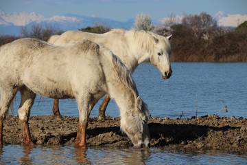 CAVALLO CAMARGUE