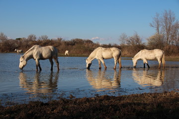 CAVALLO CAMARGUE