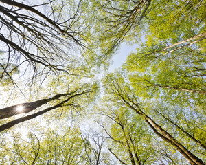 Low angle view of sunlit trees in forest, Sweden, Europe