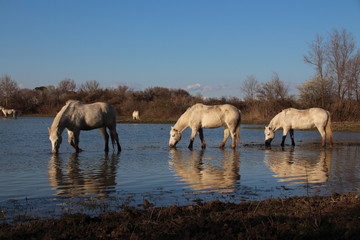 CAVALLO CAMARGUE