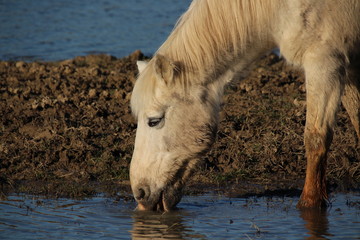 CAVALLO CAMARGUE