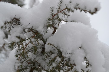 snow covered fir trees