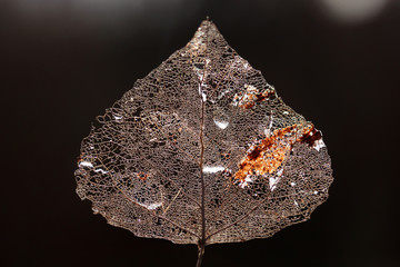 Macro shot of leaf vein skeleton. Abstract texture background.