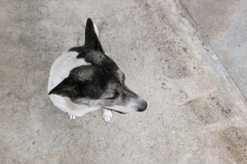 dog sitting down and looking up