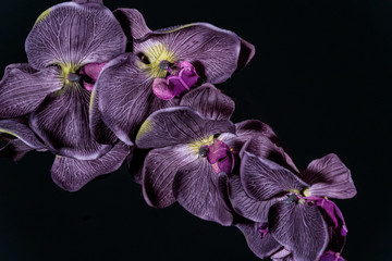 Fototapeta na wymiar Violet orchid flower on black background close up..