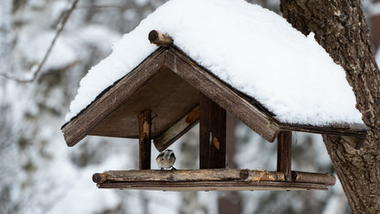 Wooden bird feeder covered in snow