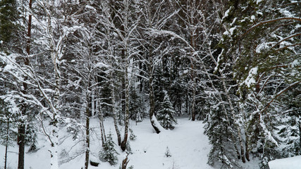 Landscape winter forest in the mountains