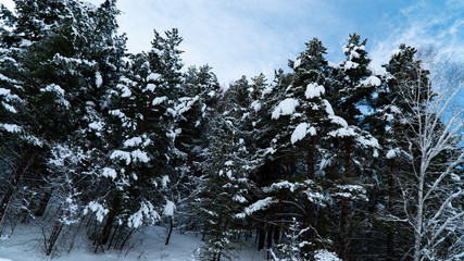 Landscape winter forest in the mountains