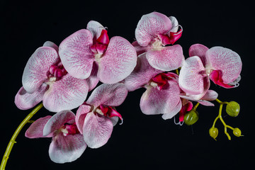 Pink white orchid flower on black background close up..