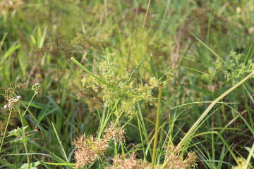 green grass on a background