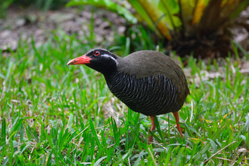 ヤンバルクイナ