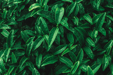 Green tea leaves in a tea plantation in morning