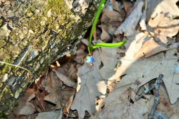  Blue flower with a bee in a forest near a log.