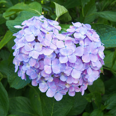 ハート型のあじさい