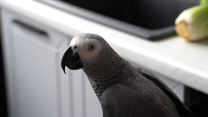 Grey parrot sits in the kitchen close-up