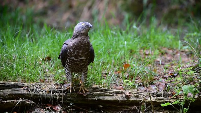 European honey buzzard foraging on the ground in forest