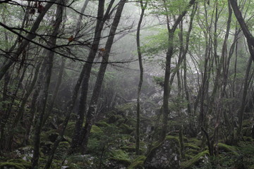 Moss forest_011