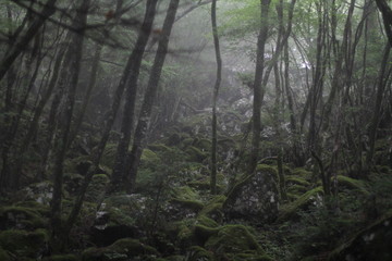 Moss forest_009