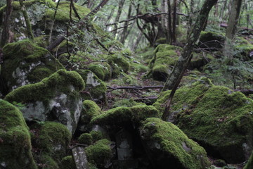 Moss forest_008