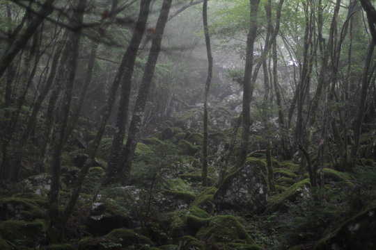 Moss forest_009 © KOJIkun
