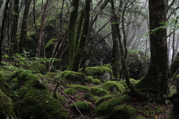 Fototapeta na wymiar Moss forest_004