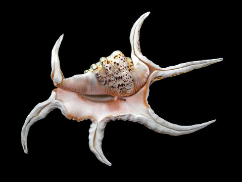  chiragra