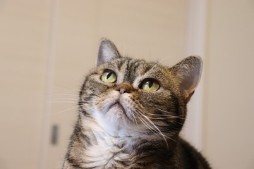 Obraz premium 得意げな表情の猫アメリカンショートヘアー