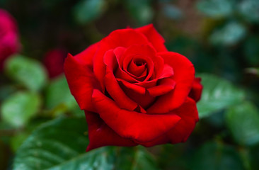 情熱の赤いバラ
