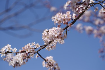 桜にそっくりな、ベニバスモモ