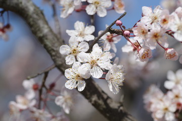 桜にそっくりな、ベニバスモモ
