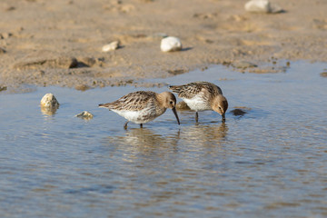 dunlin - Calidris alpina
