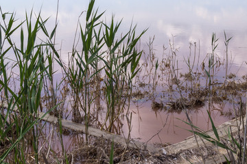 Reeds on shore, pink water lake. Sky in clouds. Environment..