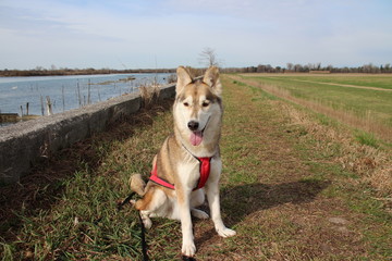 SIBERIAN HUSKY